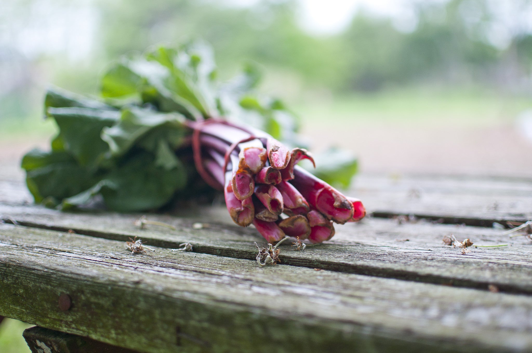 A day in the garden